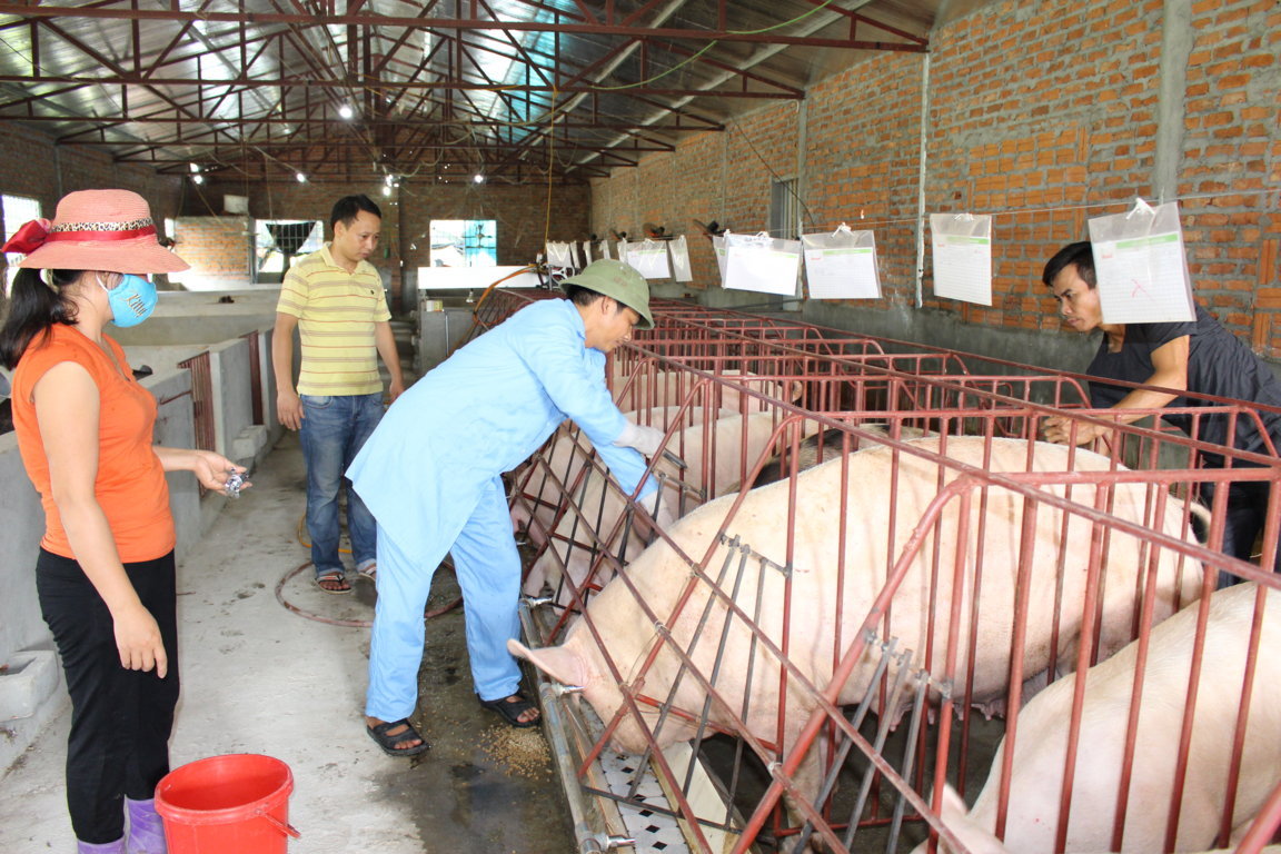 Bác sĩ thú y tiêm phòng ngừa dịch bệnh. chi-cuc-thu-y-quang-binh