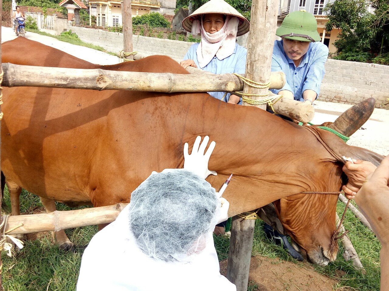 cuc-thu-y-vinh-phuc