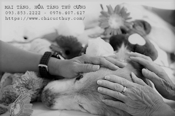 Dịch vụ mai táng, hỏa táng thú cưng Dịch vụ mai táng, hỏa táng thú cưng