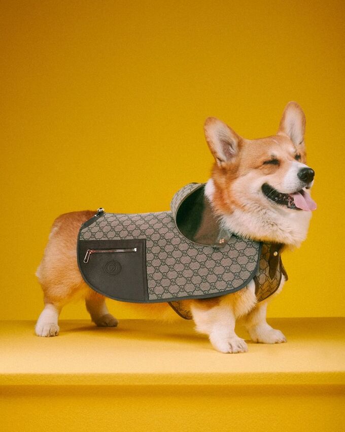 Áo khoác kèm mũ dành cho Corgi - loài chó xếp thứ 10 trong bảng xếp hạng giống chó thông minh nhất thế giới. Ảnh: Gucci