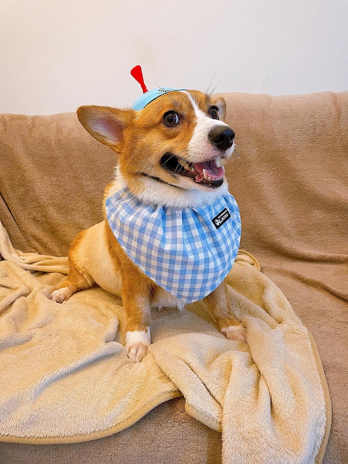 Chú chó  Corgi, 4 tuổi của vợ chồng chị Ngân, hiện sống tại chung cư ở quận 2, TP HCM. Ảnh nhân vật cung cấp