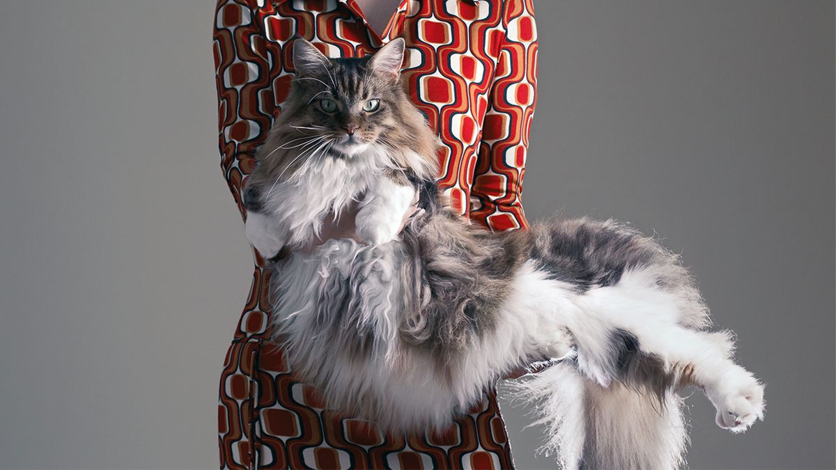 Tại sao mèo Maine Coon rất đẹp, nhưng lại có ít người nuôi chúng? - Ảnh 6. Tại sao mèo Maine Coon rất đẹp, nhưng lại có ít người nuôi chúng? - Ảnh 6.