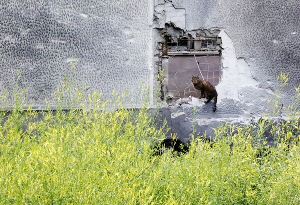 Con mèo lang thang ngồi trên hàng rào bê tông ở Donetsk bị phá hủy do quân đội Ukraina pháo kích. Con mèo lang thang ngồi trên hàng rào bê tông ở Donetsk bị phá hủy do quân đội Ukraina pháo kích. - Sputnik Việt Nam