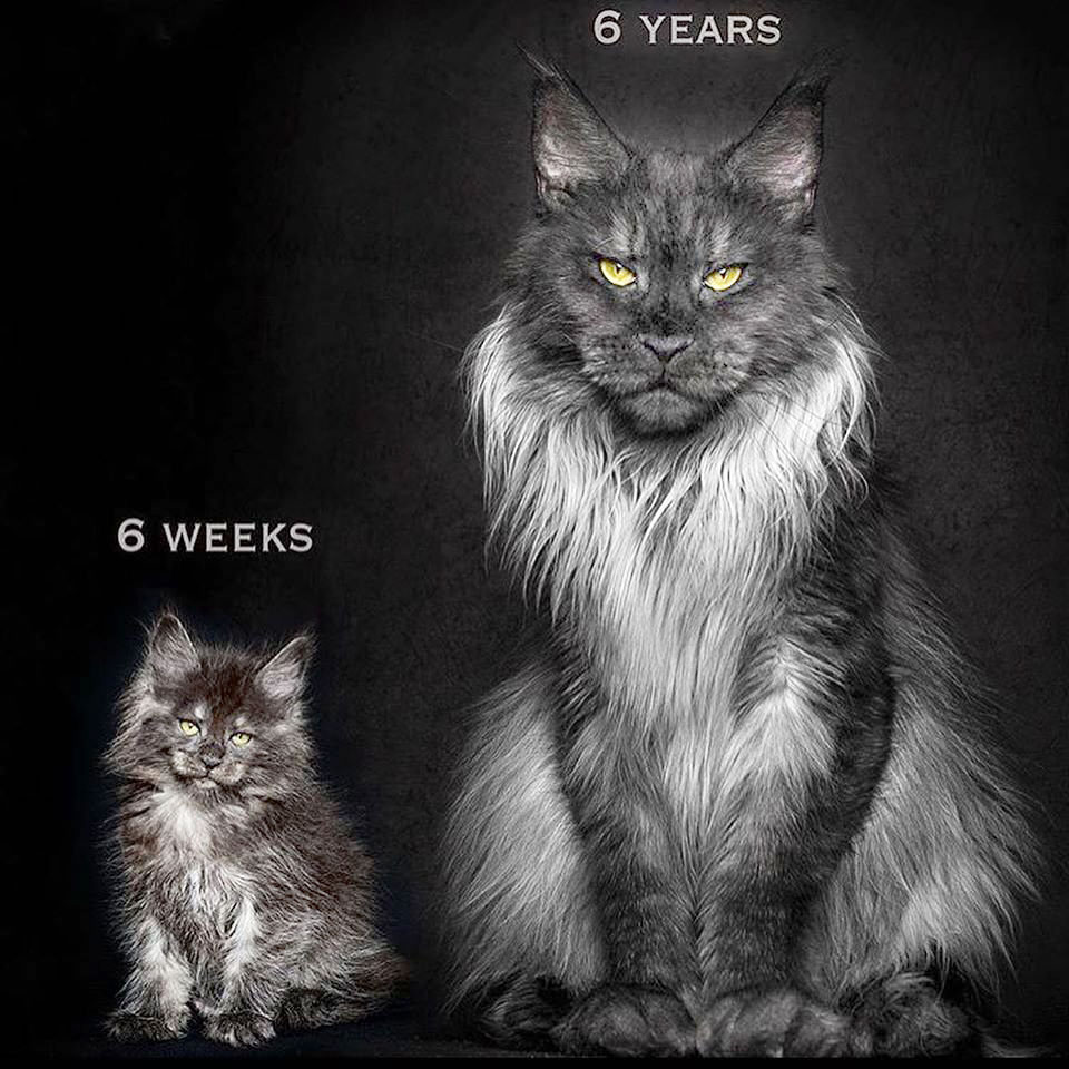 Tại sao mèo Maine Coon rất đẹp, nhưng lại có ít người nuôi chúng? - Ảnh 2. Tại sao mèo Maine Coon rất đẹp, nhưng lại có ít người nuôi chúng? - Ảnh 2.