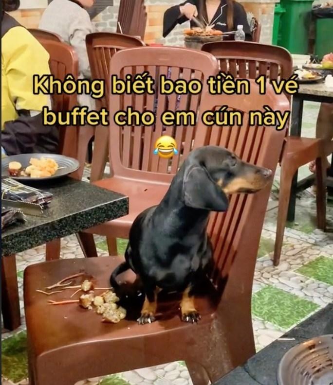 Tranh cãi khách đổ thức ăn lên ghế rồi đút cho chó cưng ăn-2