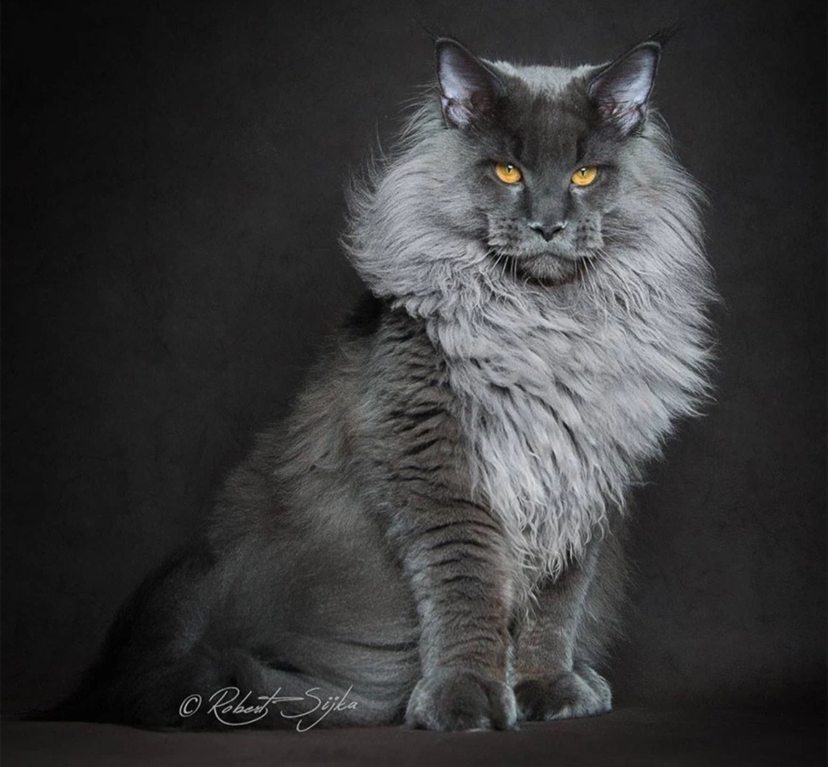 Tại sao mèo Maine Coon rất đẹp, nhưng lại có ít người nuôi chúng? - Ảnh 4. Tại sao mèo Maine Coon rất đẹp, nhưng lại có ít người nuôi chúng? - Ảnh 4.