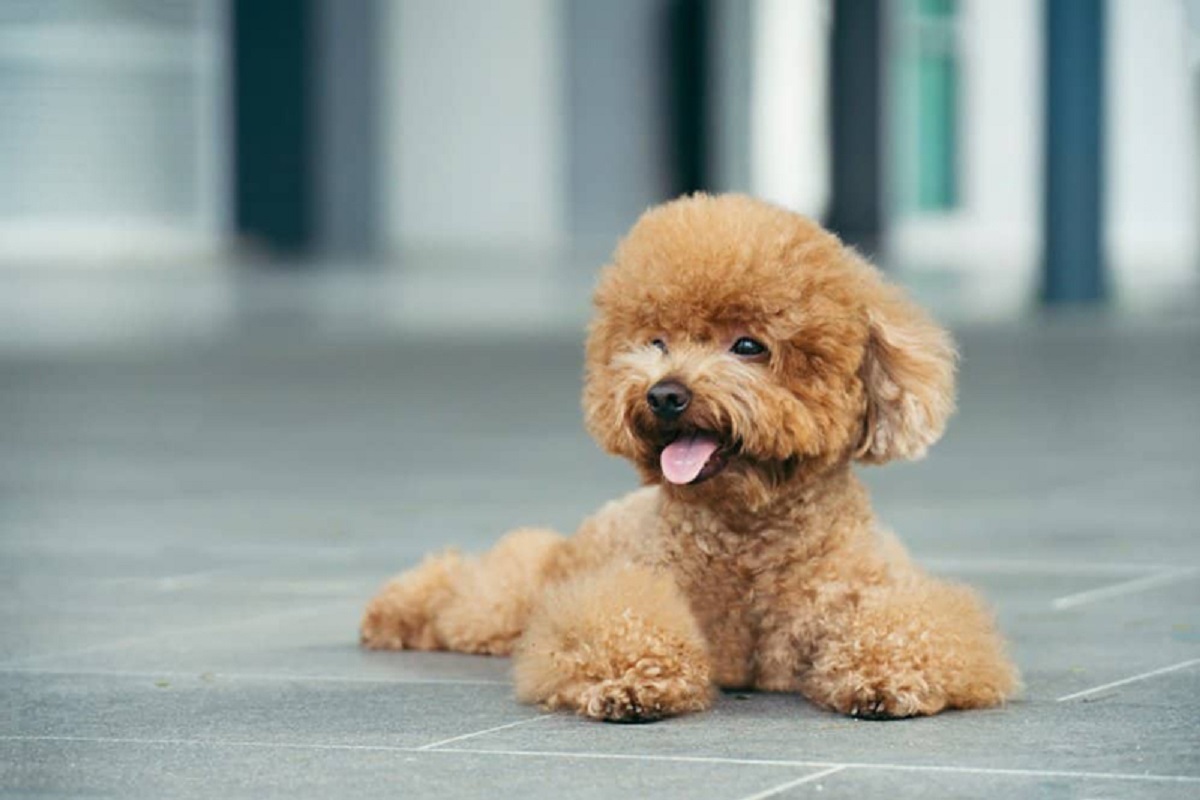 Giống chó thông minh thứ 2 thế giới, bơi lội như