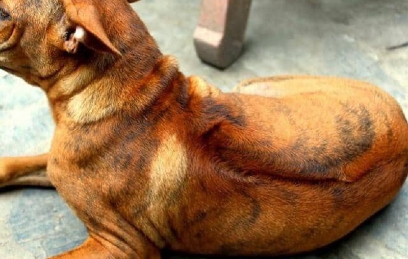 Giống chó có biệt danh