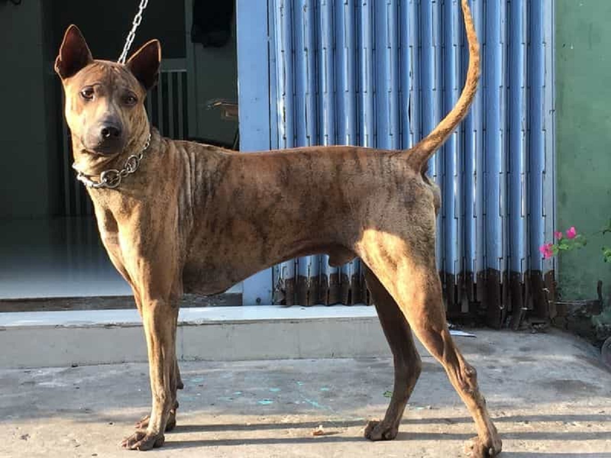 Giống chó có biệt danh