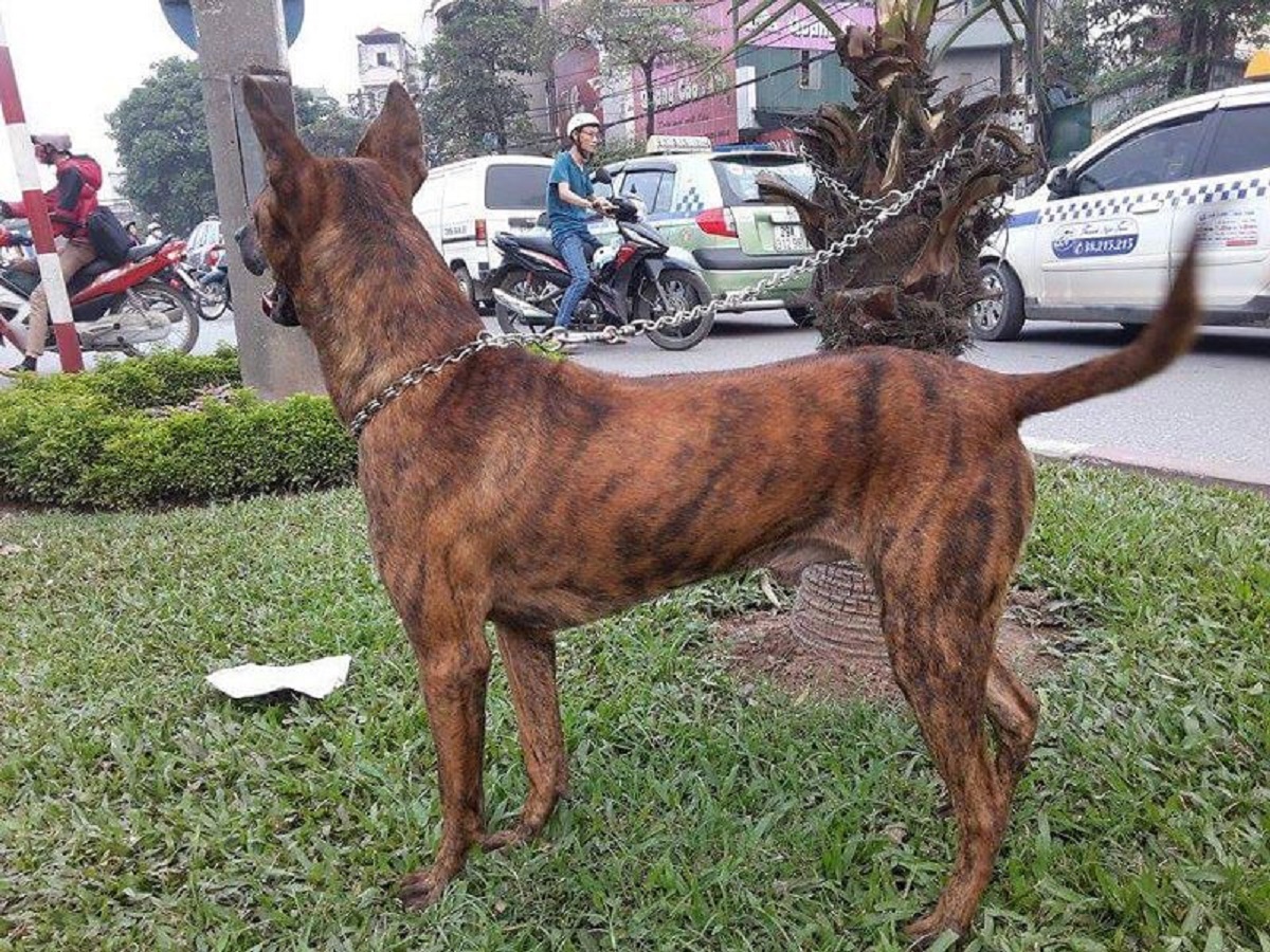 Giống chó có biệt danh