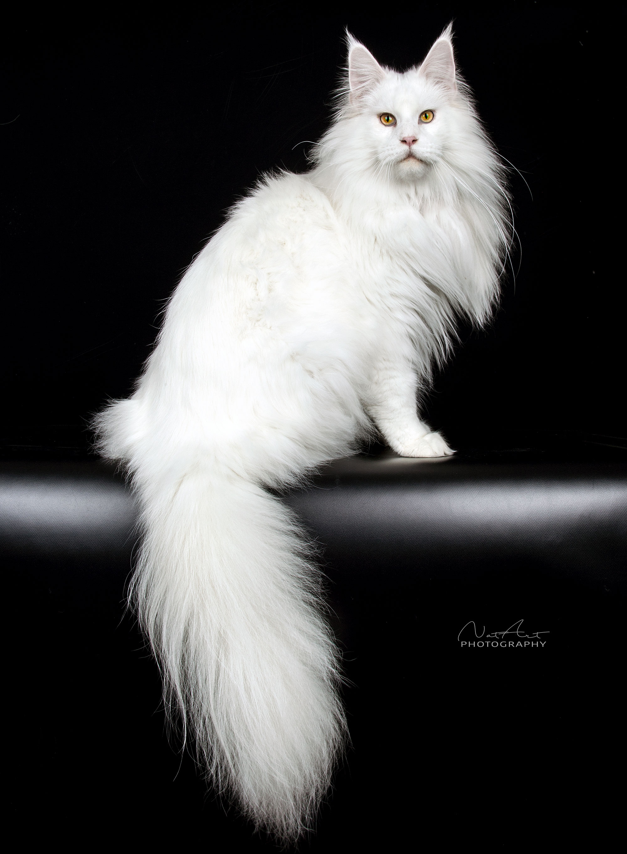 Tại sao mèo Maine Coon rất đẹp, nhưng lại có ít người nuôi chúng? - Ảnh 5. Tại sao mèo Maine Coon rất đẹp, nhưng lại có ít người nuôi chúng? - Ảnh 5.