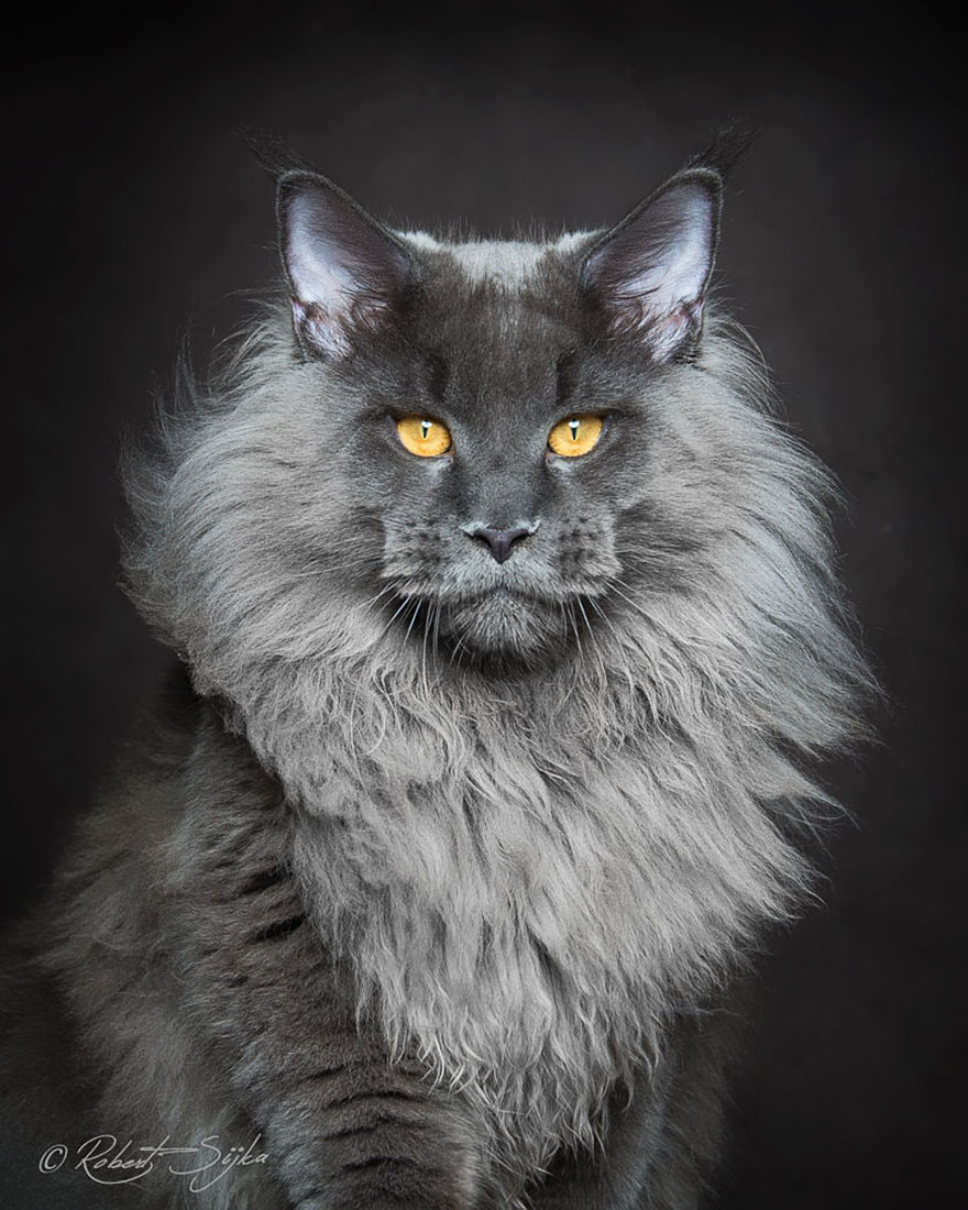 Tại sao mèo Maine Coon rất đẹp, nhưng lại có ít người nuôi chúng? - Ảnh 1. Tại sao mèo Maine Coon rất đẹp, nhưng lại có ít người nuôi chúng? - Ảnh 1.