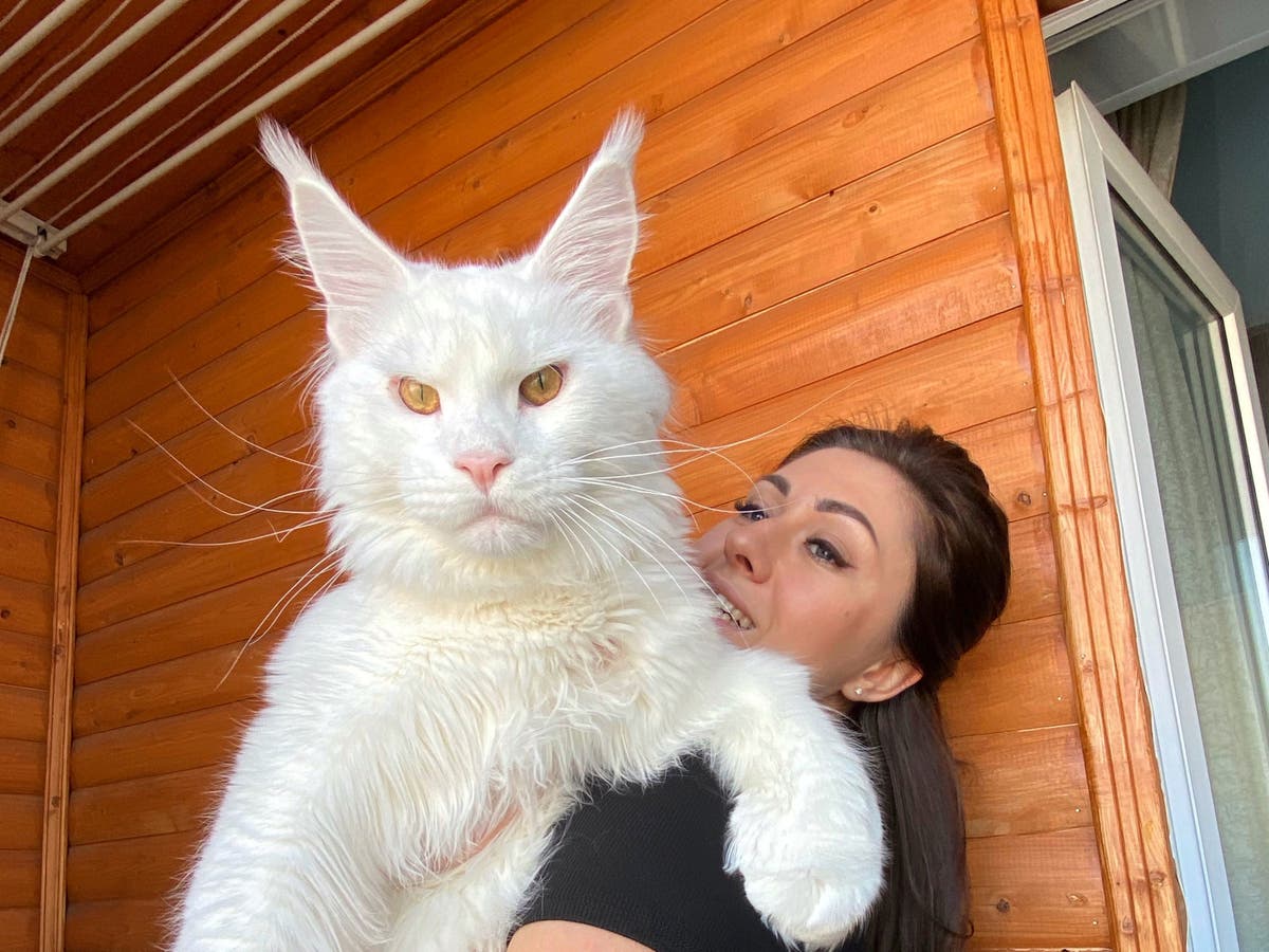Tại sao mèo Maine Coon rất đẹp, nhưng lại có ít người nuôi chúng? - Ảnh 3. Tại sao mèo Maine Coon rất đẹp, nhưng lại có ít người nuôi chúng? - Ảnh 3.