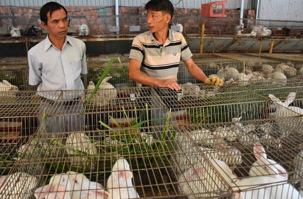 Nghề lạ ở Việt Nam: Nuôi loài thú cho vui, cho ăn rau củ rẻ tiền, bán làm đặc sản lạ ở thành phố thu hàng trăm triệu - 2