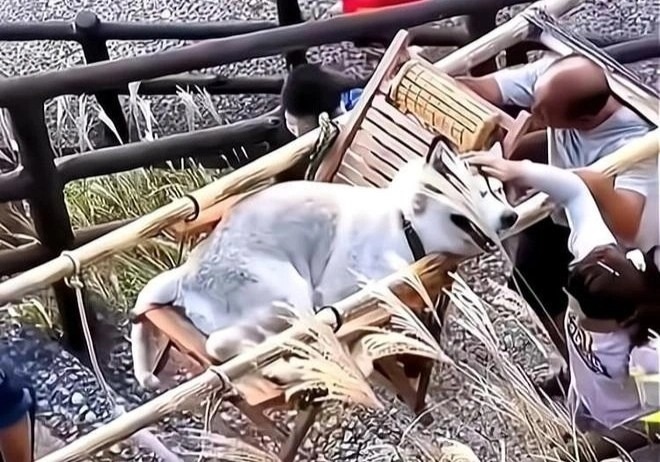 Thuê người cõng chó cưng lên núi ngắm cảnh, cô gái hứng đủ lời chỉ trích - 1