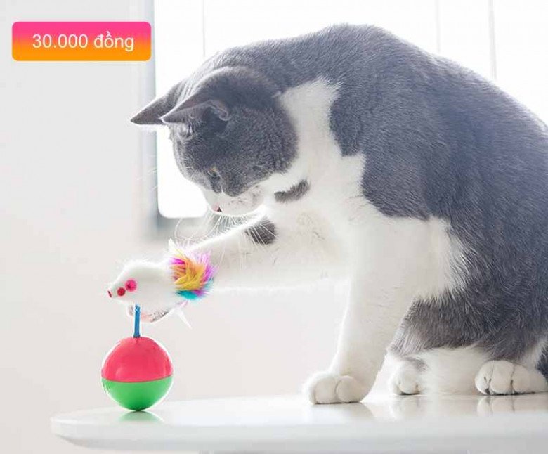 Top 5 món đồ chơi nên sắm ngay cho mèo,