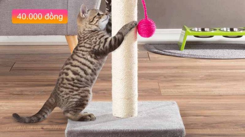 Top 5 món đồ chơi nên sắm ngay cho mèo,