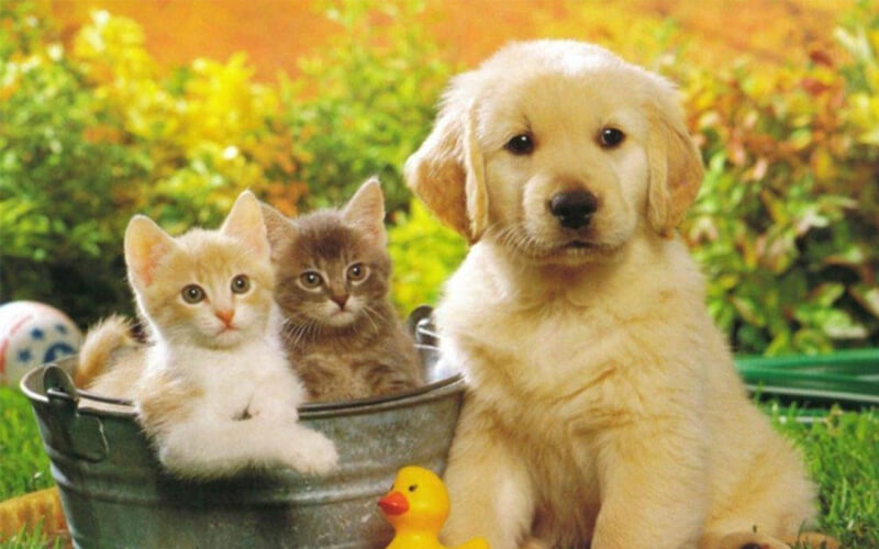 Thú cưng giống đực Thú cưng giống đực