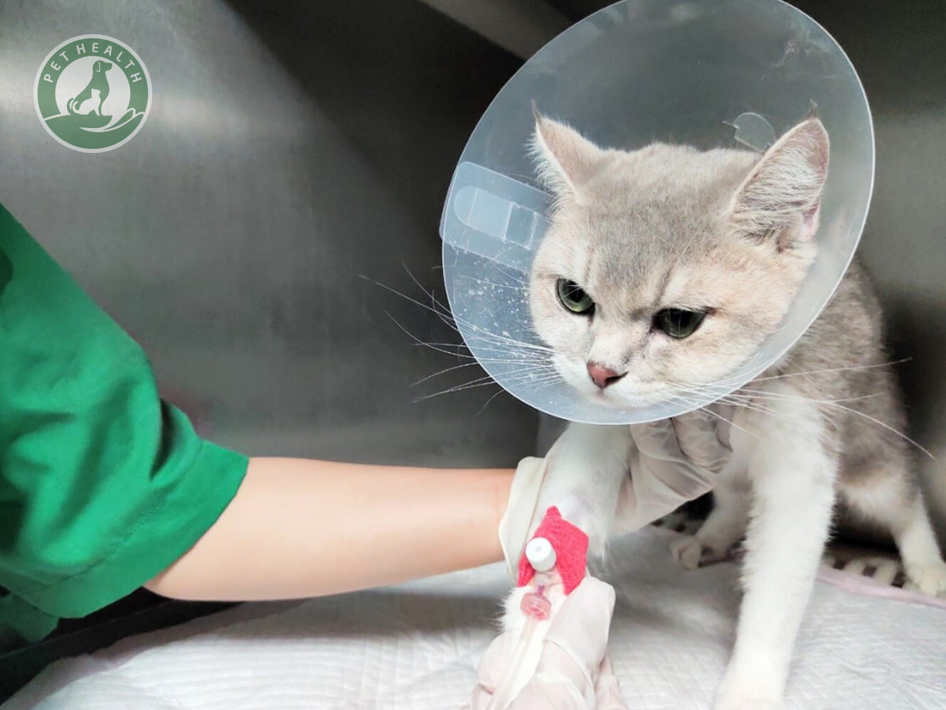 PHÒNG KHÁM THÚ Y PET & PET