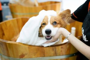 tắm chó tại spa