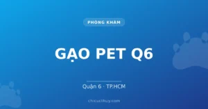 Gạo Pet Q6