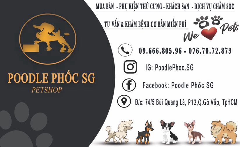 POODLE PHỐC SG PET SHOP