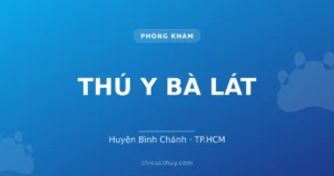 THÚ Y BÀ LÁT