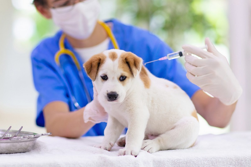 Dịch vụ tiêm phòng thú y tại Hà Tĩnh