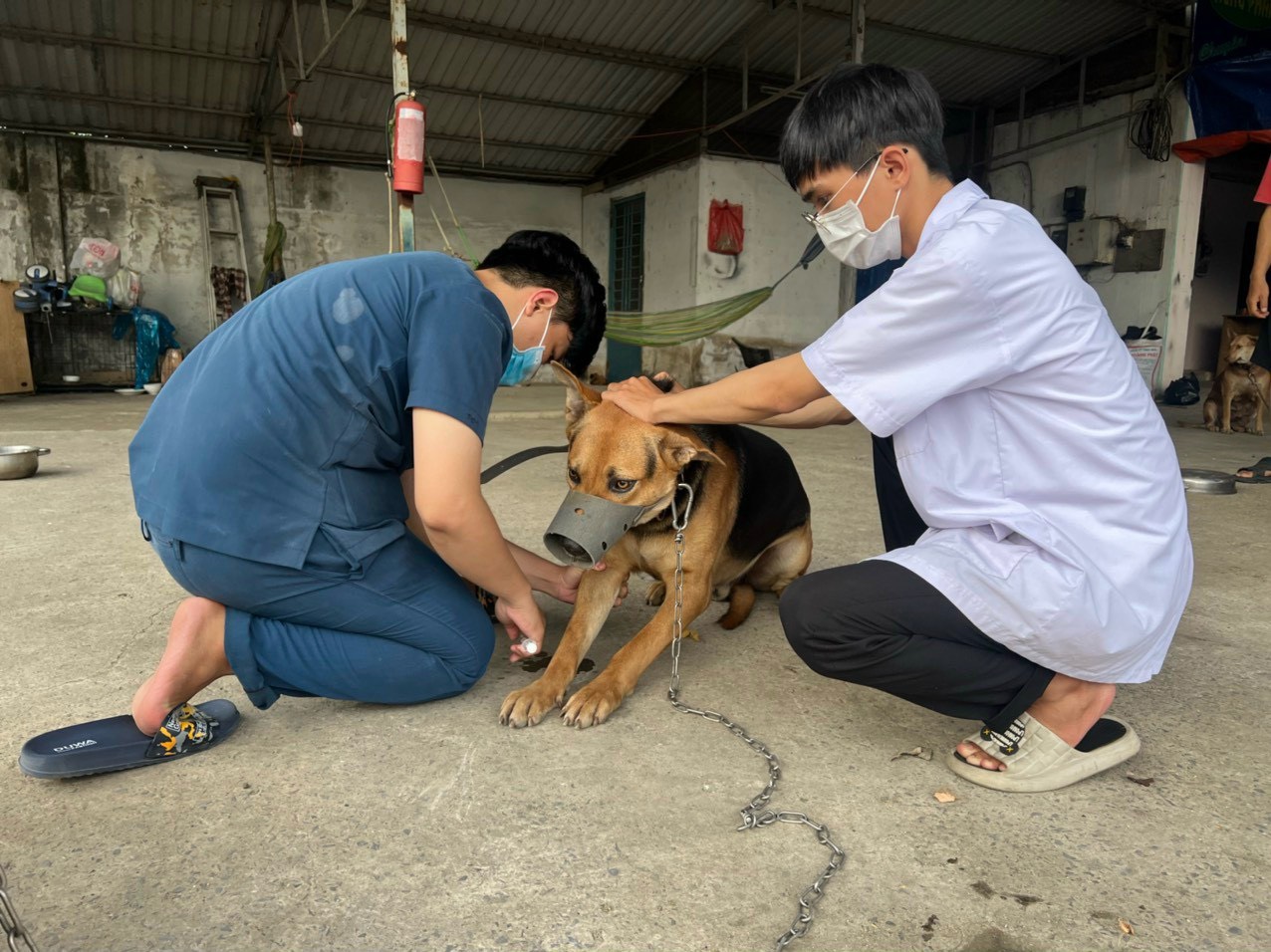 Dịch vụ tiêm phòng thú y tại Vĩnh Long