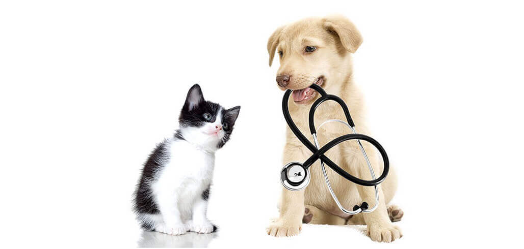 Dịch vụ thú y uy tín tại Đà Lạt