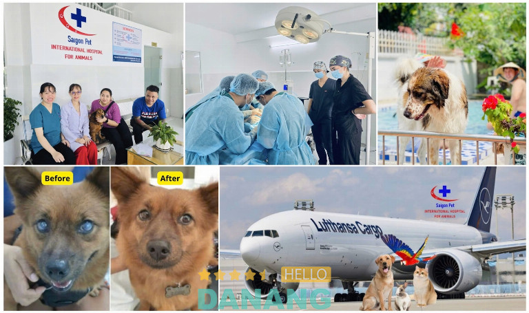 Dịch vụ thú y uy tín tại Đà Nẵng