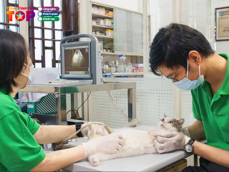 Dịch vụ thú y uy tín tại Huế