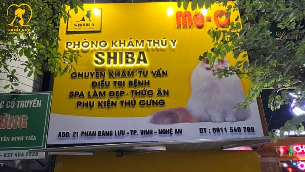 Dịch vụ thú y uy tín tại Vinh
