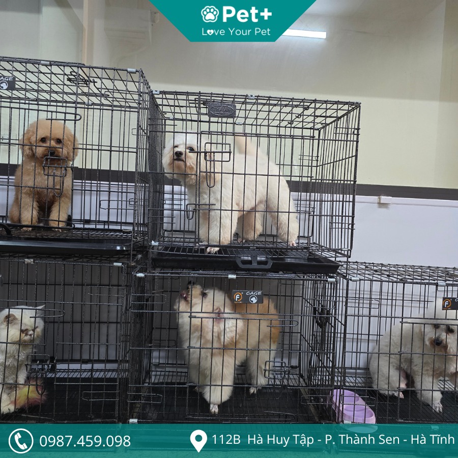 Dịch vụ thú y uy tín tại Hà Tĩnh