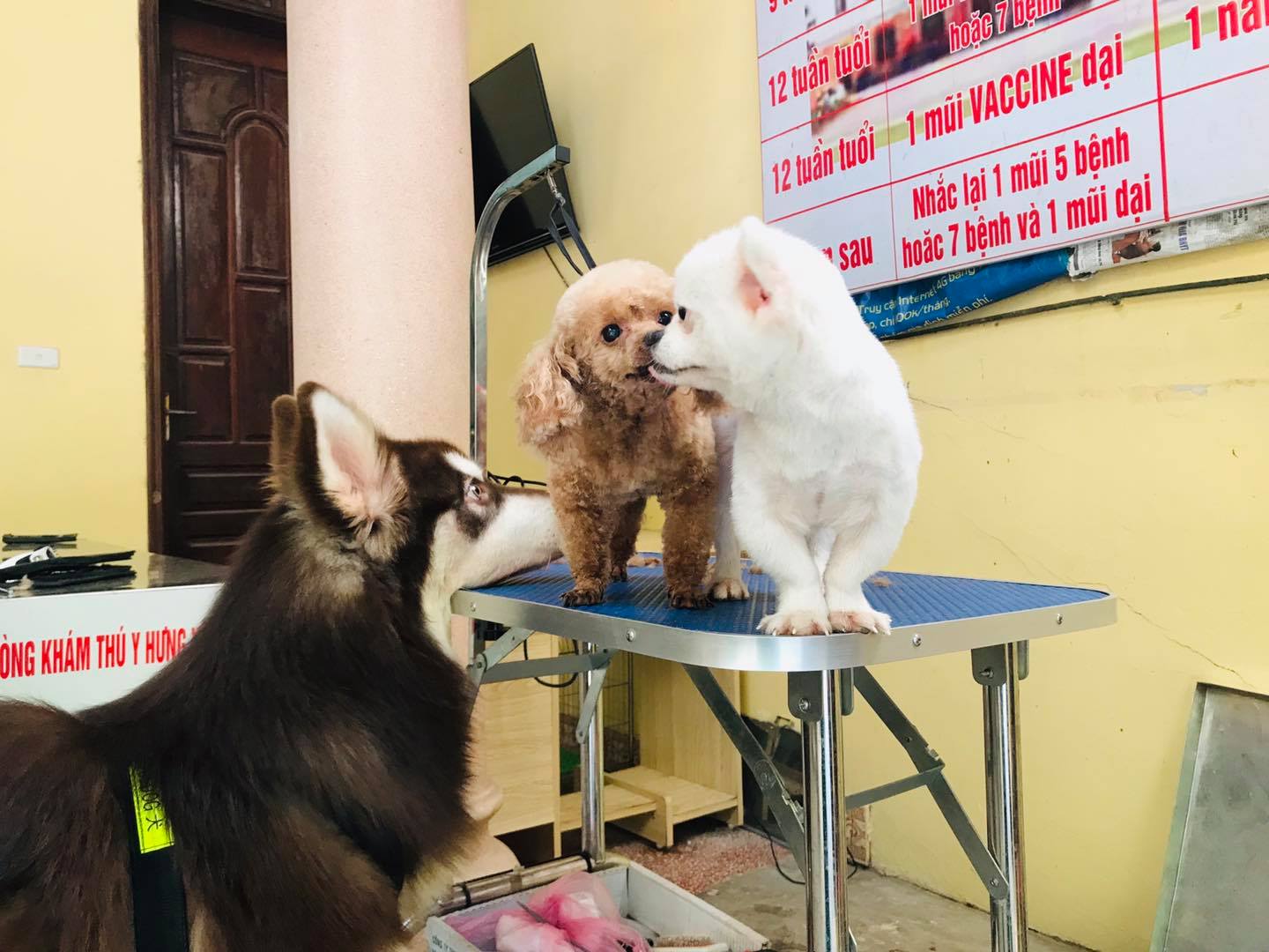 Dịch vụ thú y uy tín tại Hưng Yên