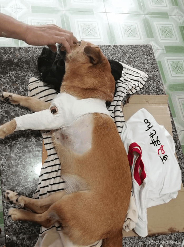 Dịch vụ thú y uy tín tại Quảng Ngãi