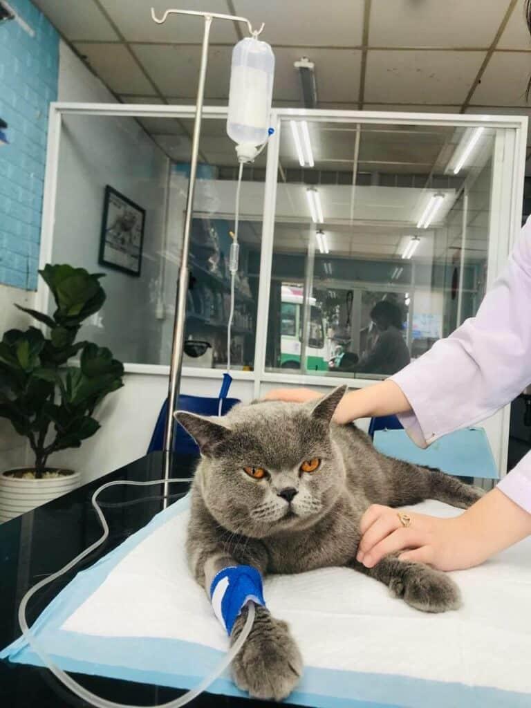 Trạm thú y phường Đông Hà, tỉnh Quảng Trị